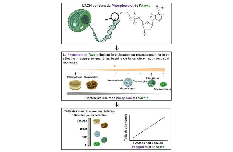 Rôle du phosphore et de l'azote dans l'évolution de la taille des génomes du phytoplancton